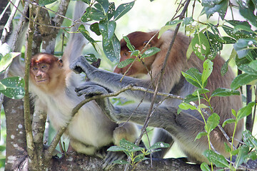 Image showing Nose-Monkey in Borneo