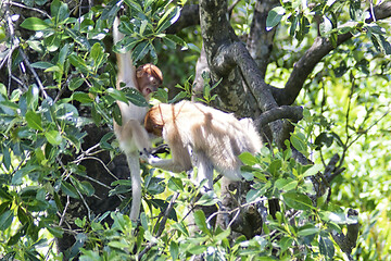 Image showing Nose-Monkey in Borneo