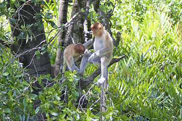 Image showing Nose-Monkey in Borneo