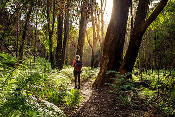 Image showing Hiker walking in the Australian bushland