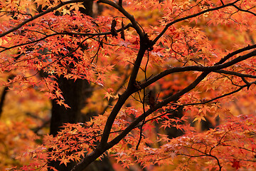 Image showing Autumn leaves background