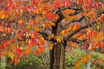 Image showing Deciduous tree with leaves in various tones from red to green