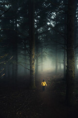 Image showing Walking in a forest on a foggy morning