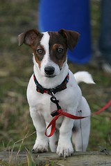 Image showing Jack russel terrier