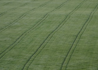 Image showing Oat field