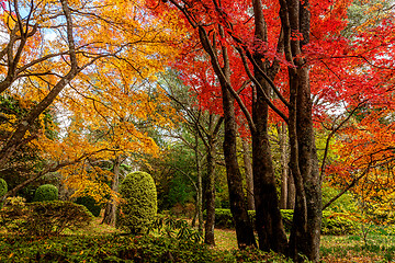 Image showing Lovely parkland garden with deciduous trees in Autumn colours