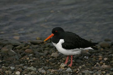 Image showing Oystercatcher