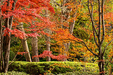 Image showing Beautiful trees in various colours in Autumn