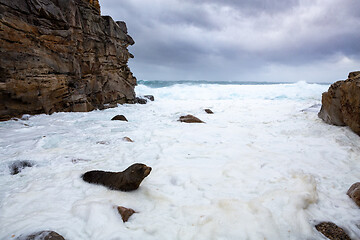 Image showing Fur seal comes ashore among wild seas big swells