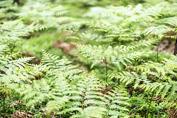 Image showing Ferns in spring