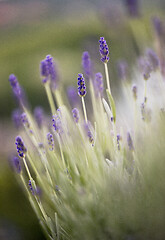 Image showing Blooming lavender