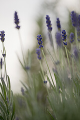 Image showing Blooming lavender