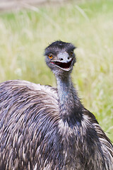 Image showing Portrait of an emu