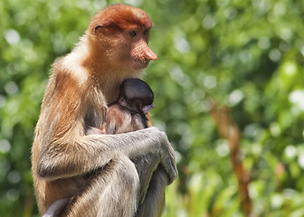 Image showing Nose-Monkey in Borneo