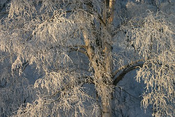 Image showing Tree in winter