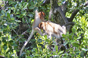 Image showing Nose-Monkey in Borneo