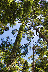 Image showing Rainforest in Borneo