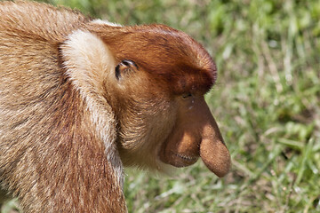 Image showing Nose-Monkey in Borneo