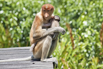 Image showing Nose-Monkey in Borneo