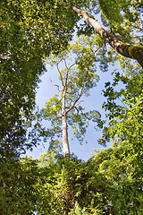 Image showing Rainforest in Borneo