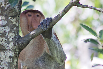 Image showing Nose-Monkey in Borneo