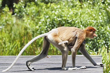 Image showing Nose-Monkey in Borneo