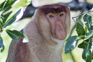 Image showing Nose-Monkey in Borneo