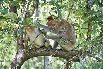 Image showing Nose-Monkey in Borneo