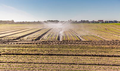 Image showing Irrigation system on a large farm field. Water sprinkler installation.