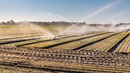 Image showing Irrigation system on a large farm field. Water sprinkler installation.