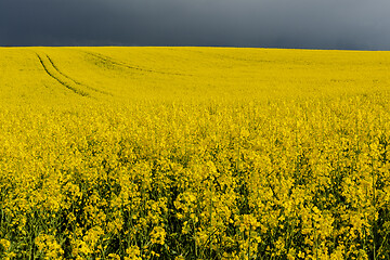 Image showing Oilseed Rape field in flower