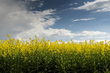 Image showing Oilseed Rape field in flower