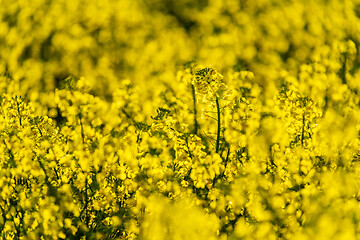 Image showing Detail of oilseed rape plant