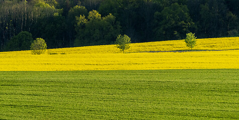 Image showing Spring field