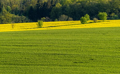 Image showing Spring field