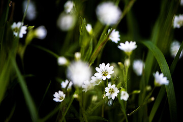 Image showing White tiny meadow blossoms