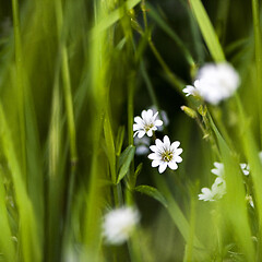 Image showing White tiny meadow blossoms