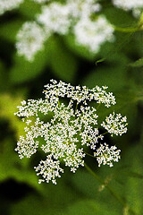 Image showing White flower on green background