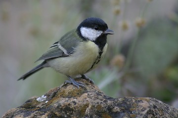 Image showing Bird on rock