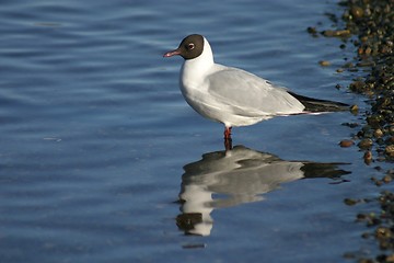 Image showing Gull