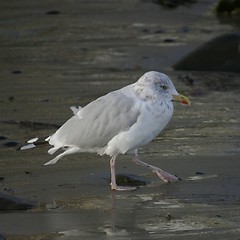 Image showing Seagull at beach