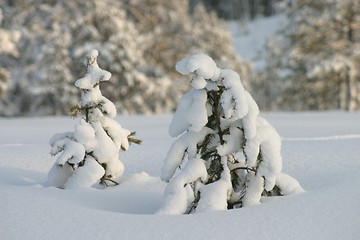 Image showing Snow cowered trees