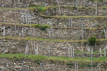 Image showing Wineyard