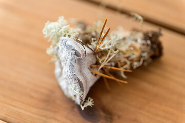 Image showing hydnellum fungus on wooden background