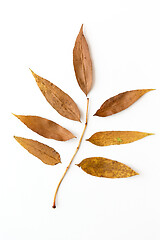 Image showing dry fallen autumn leaves on white background