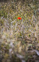 Image showing A poppy in a field