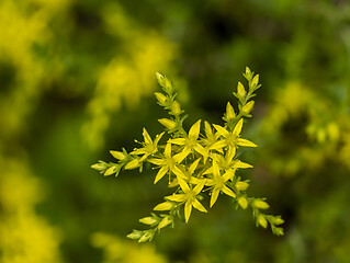 Image showing Small, yellow flowers 