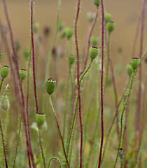 Image showing Wild poppies after flowering  (poppyhead)