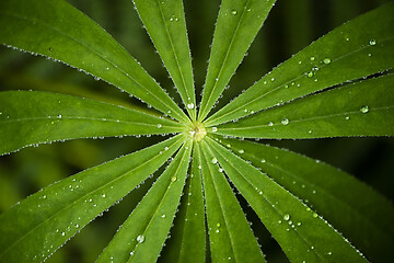 Image showing Closeup of leaf of lupine (lupine) 