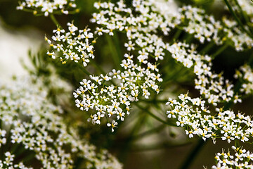 Image showing White ornamental blossom 